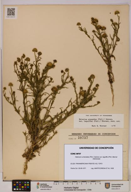 Helenium urmenetae var. leguiffei [Espécimen: UDEC:CONC:0039737]