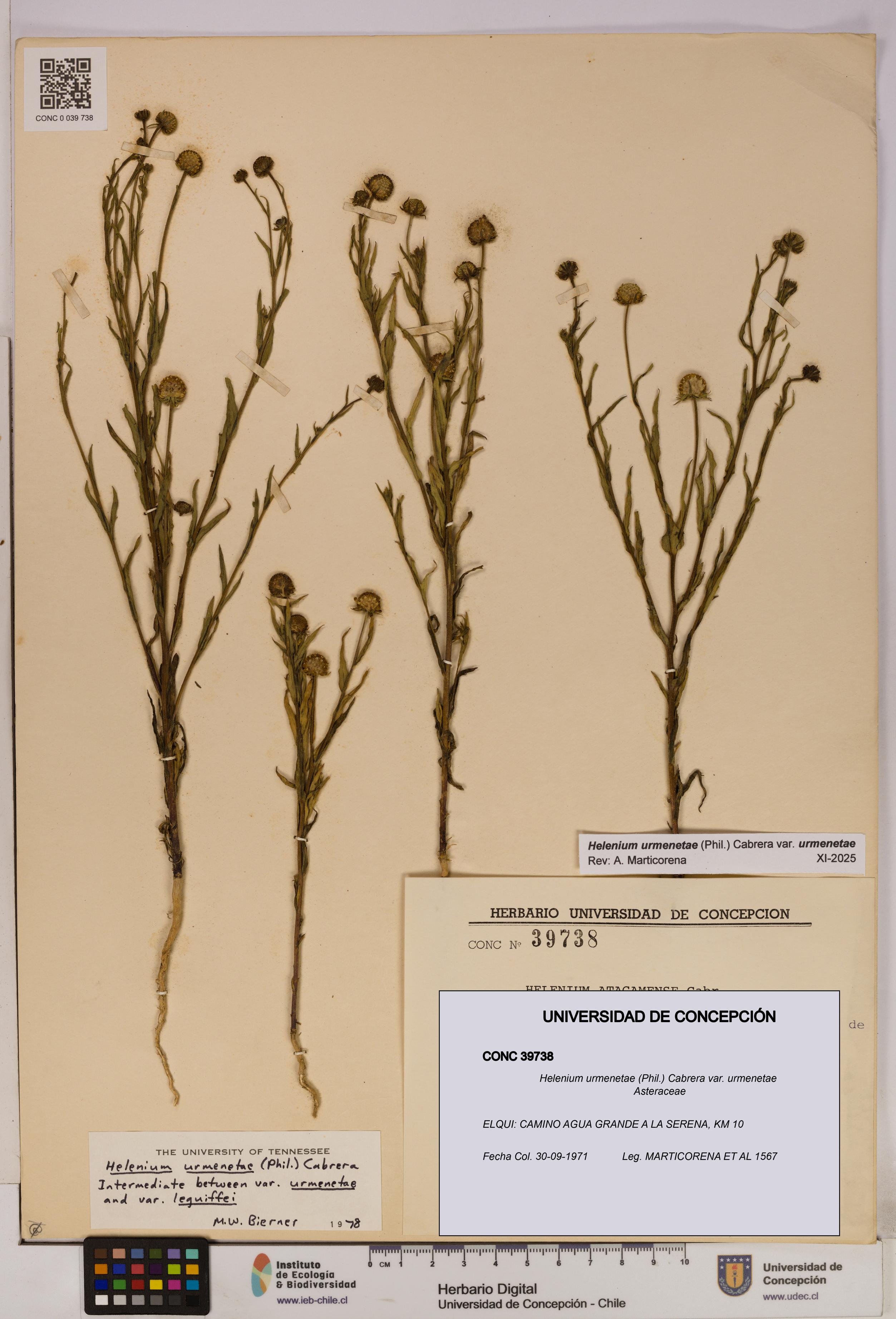 Helenium urmenetae var. urmenetae [Espécimen: UDEC:CONC:0039738]