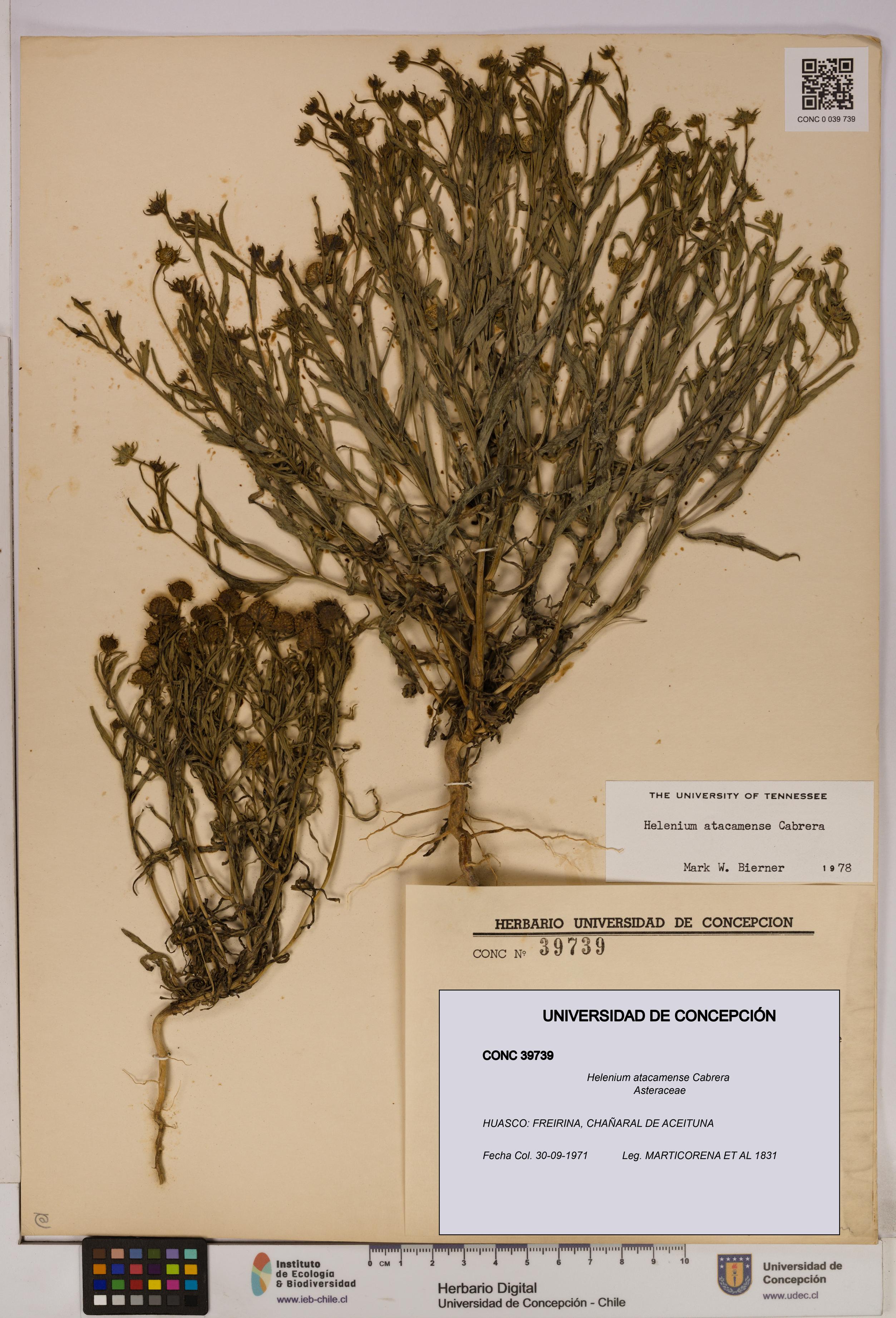 Helenium atacamense [Espécimen: UDEC:CONC:0039739]