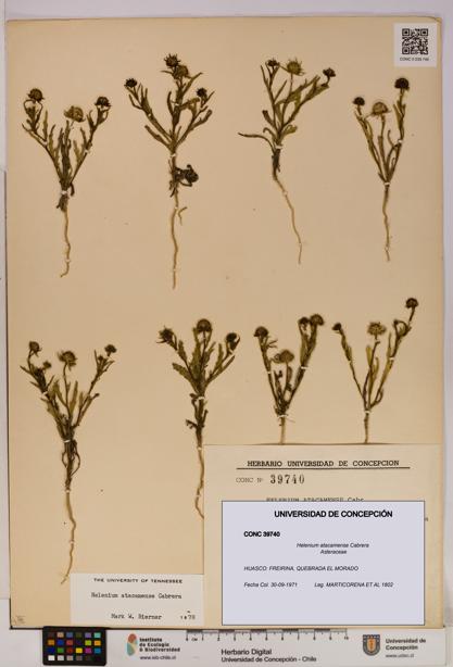 Helenium atacamense [Espécimen: UDEC:CONC:0039740]