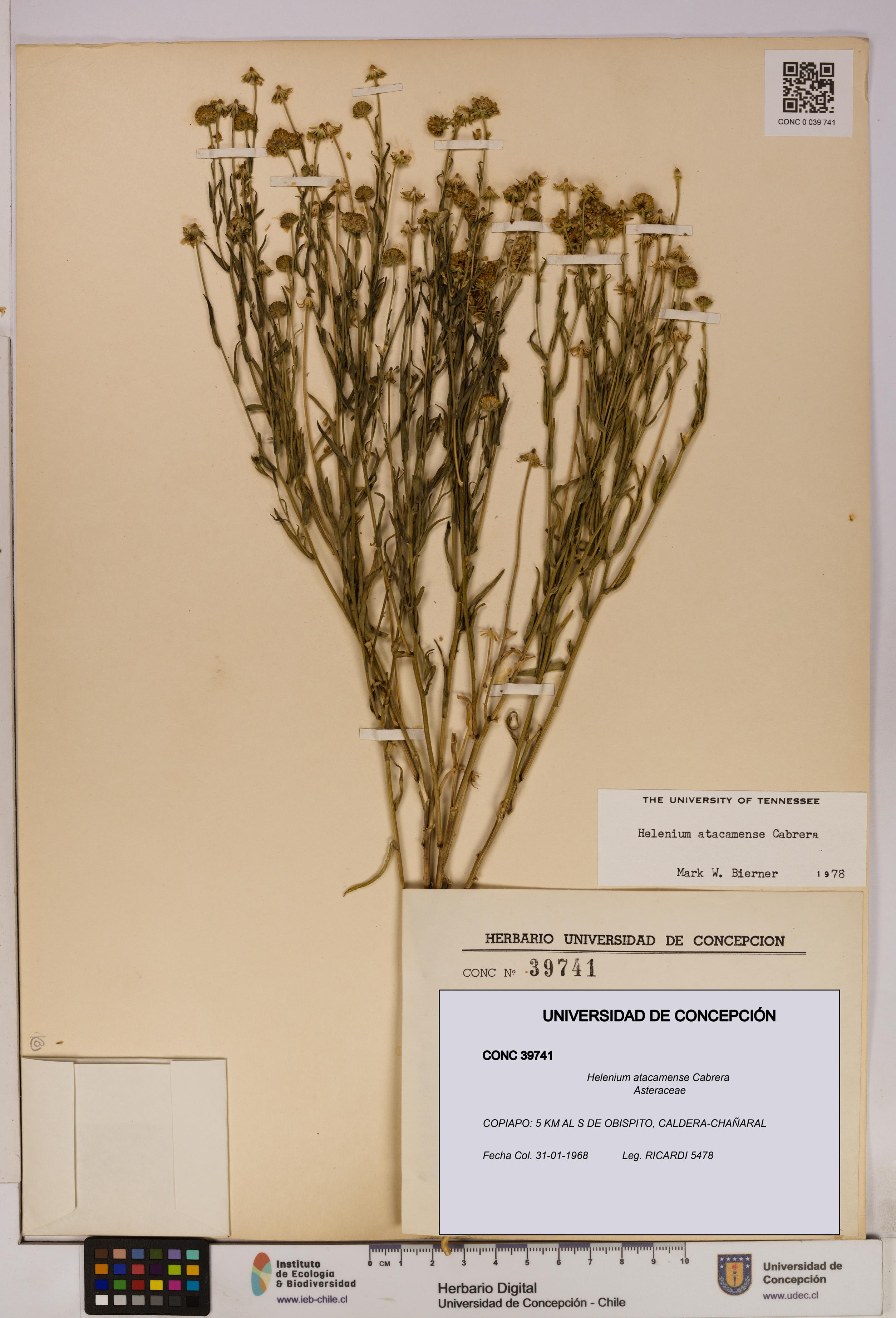 Helenium atacamense [Espécimen: UDEC:CONC:0039741]