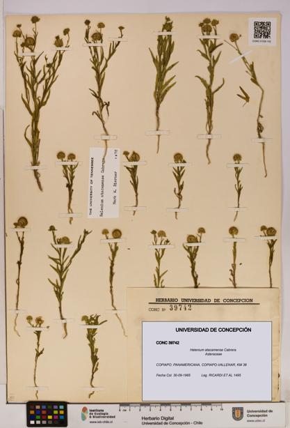 Helenium atacamense [Espécimen: UDEC:CONC:0039742]
