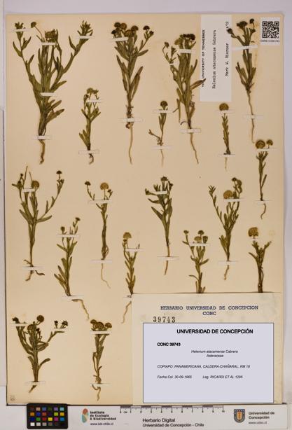 Helenium atacamense [Espécimen: UDEC:CONC:0039743]