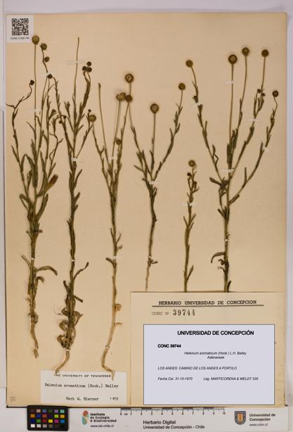 Helenium aromaticum [Espécimen: UDEC:CONC:0039744]