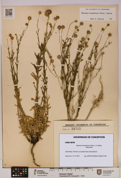 Helenium aromaticum [Espécimen: UDEC:CONC:0039745]