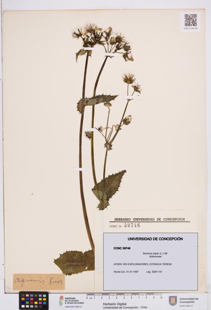 Sonchus asper [Espécimen: ]