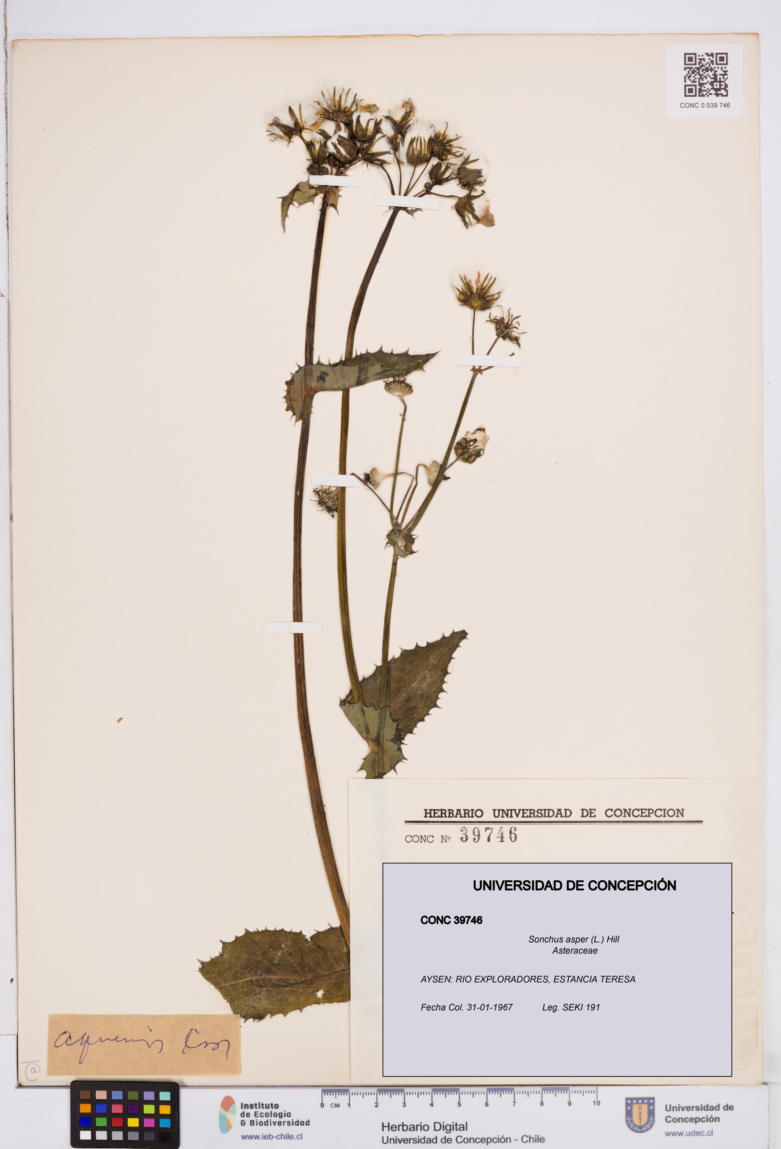 Sonchus asper [Espécimen: ]