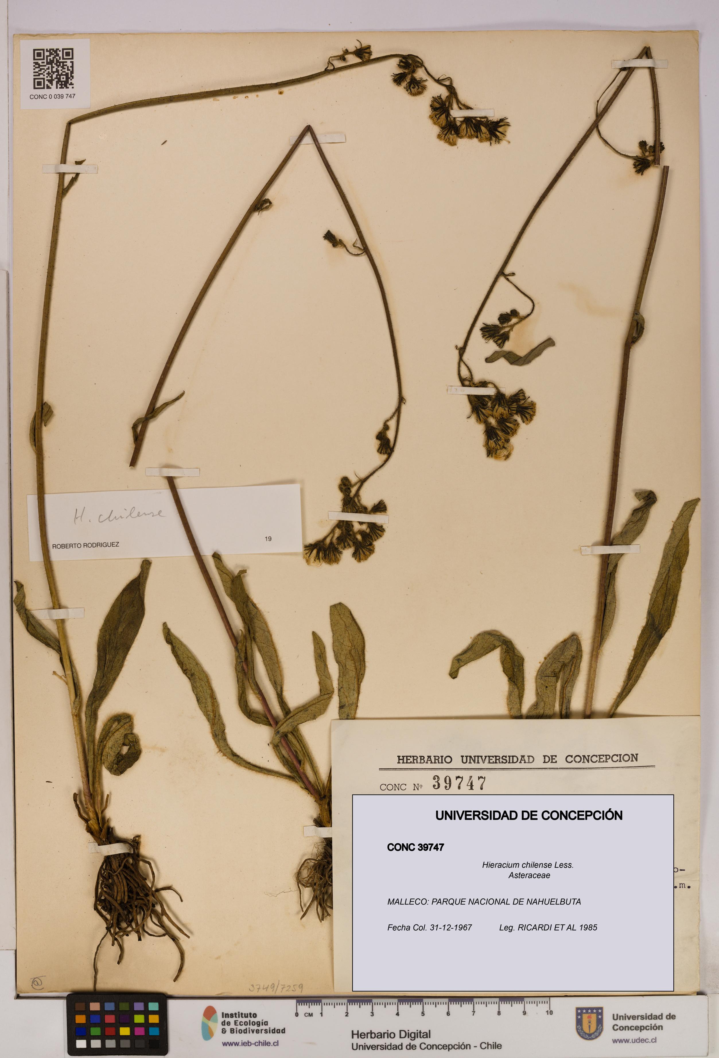 Hieracium chilense [Espécimen: UDEC:CONC:0039747]