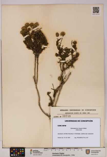 Diplostephium meyenii [Espécimen: UDEC:CONC:0039749]