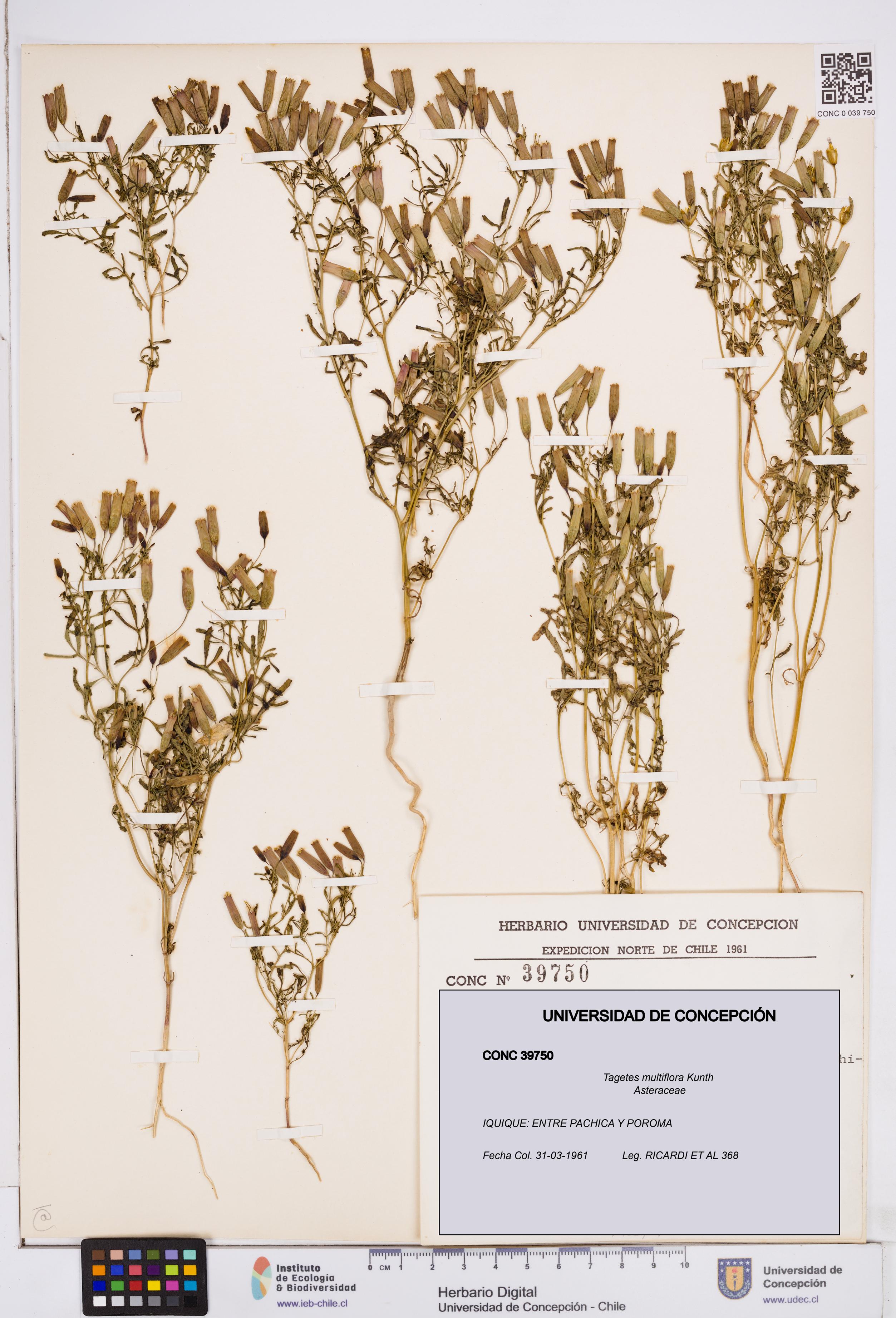 Tagetes multiflora [Espécimen: ]