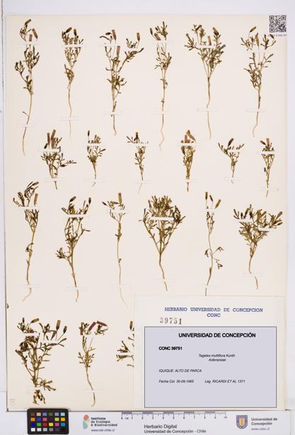 Tagetes multiflora [Espécimen: ]
