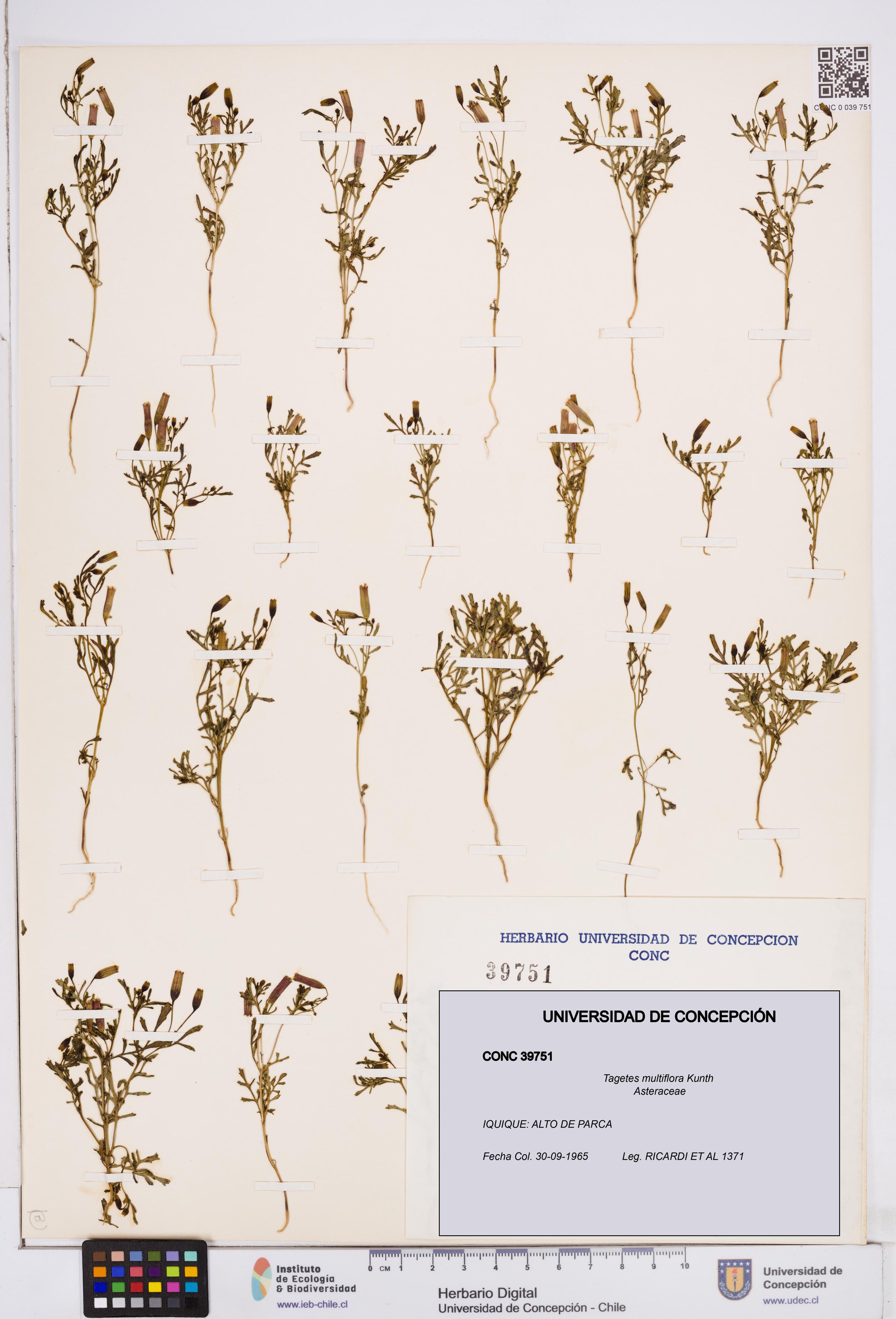 Tagetes multiflora [Espécimen: ]