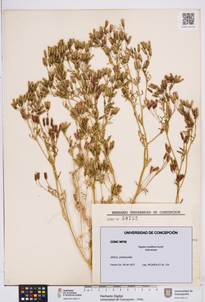 Tagetes multiflora [Espécimen: ]