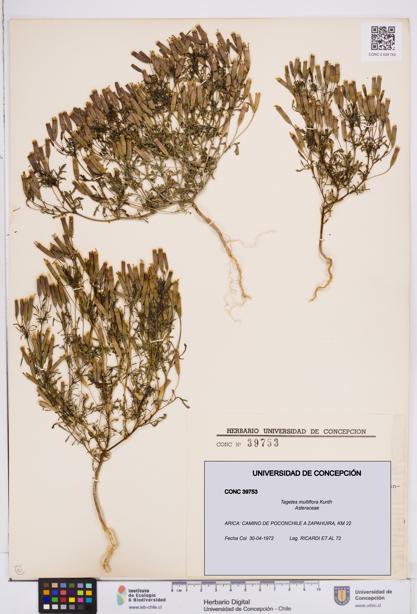 Tagetes multiflora [Espécimen: ]