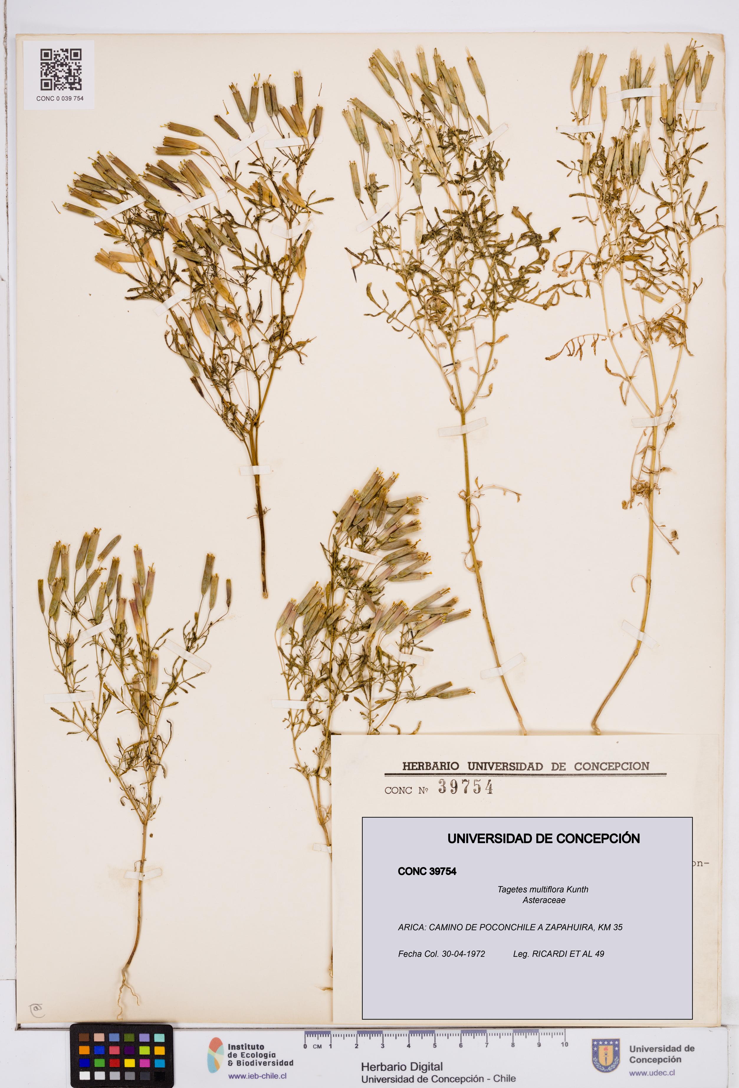 Tagetes multiflora [Espécimen: ]