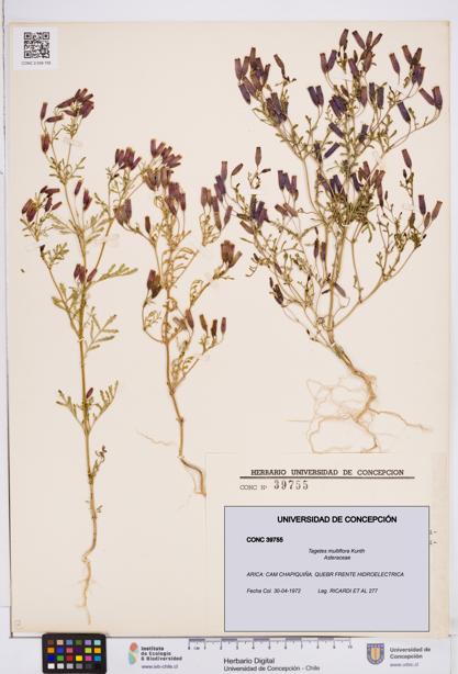 Tagetes multiflora [Espécimen: ]