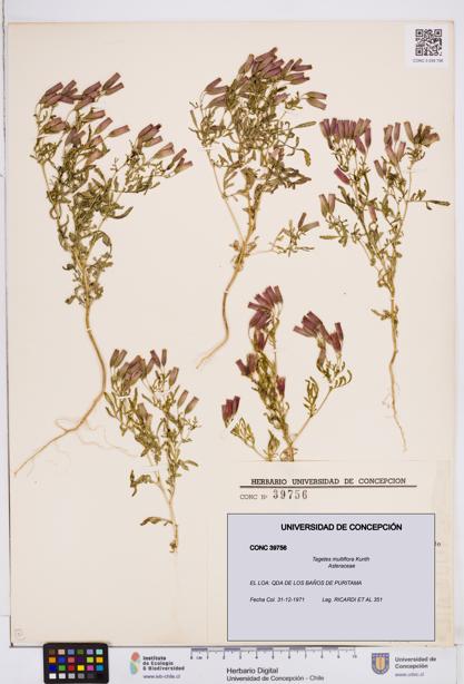 Tagetes multiflora [Espécimen: ]