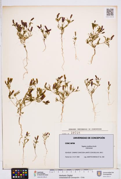 Tagetes multiflora [Espécimen: ]