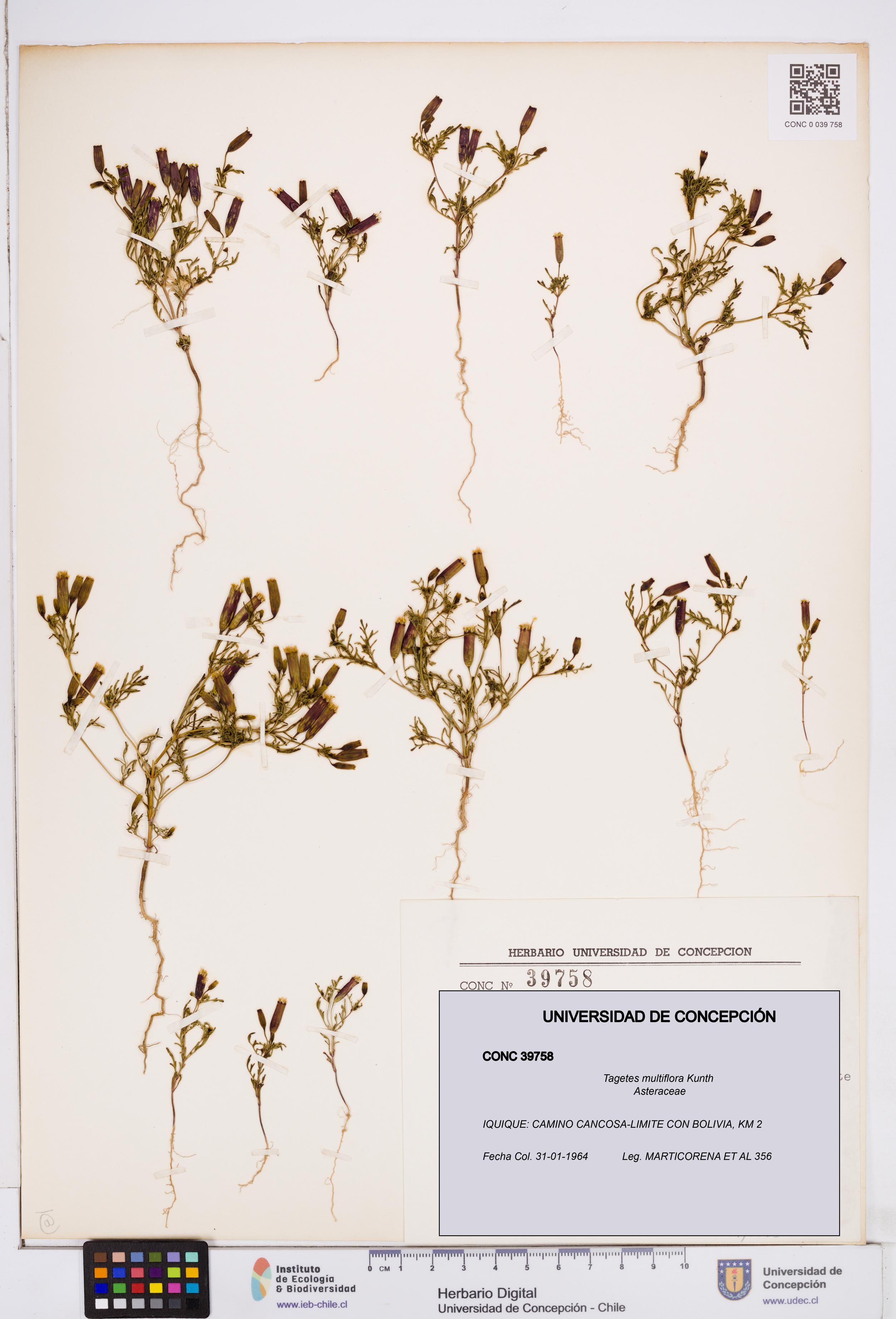 Tagetes multiflora [Espécimen: ]