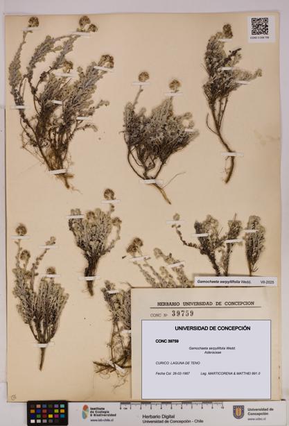 Gamochaeta serpyllifolia [Espécimen: UDEC:CONC:0039759]