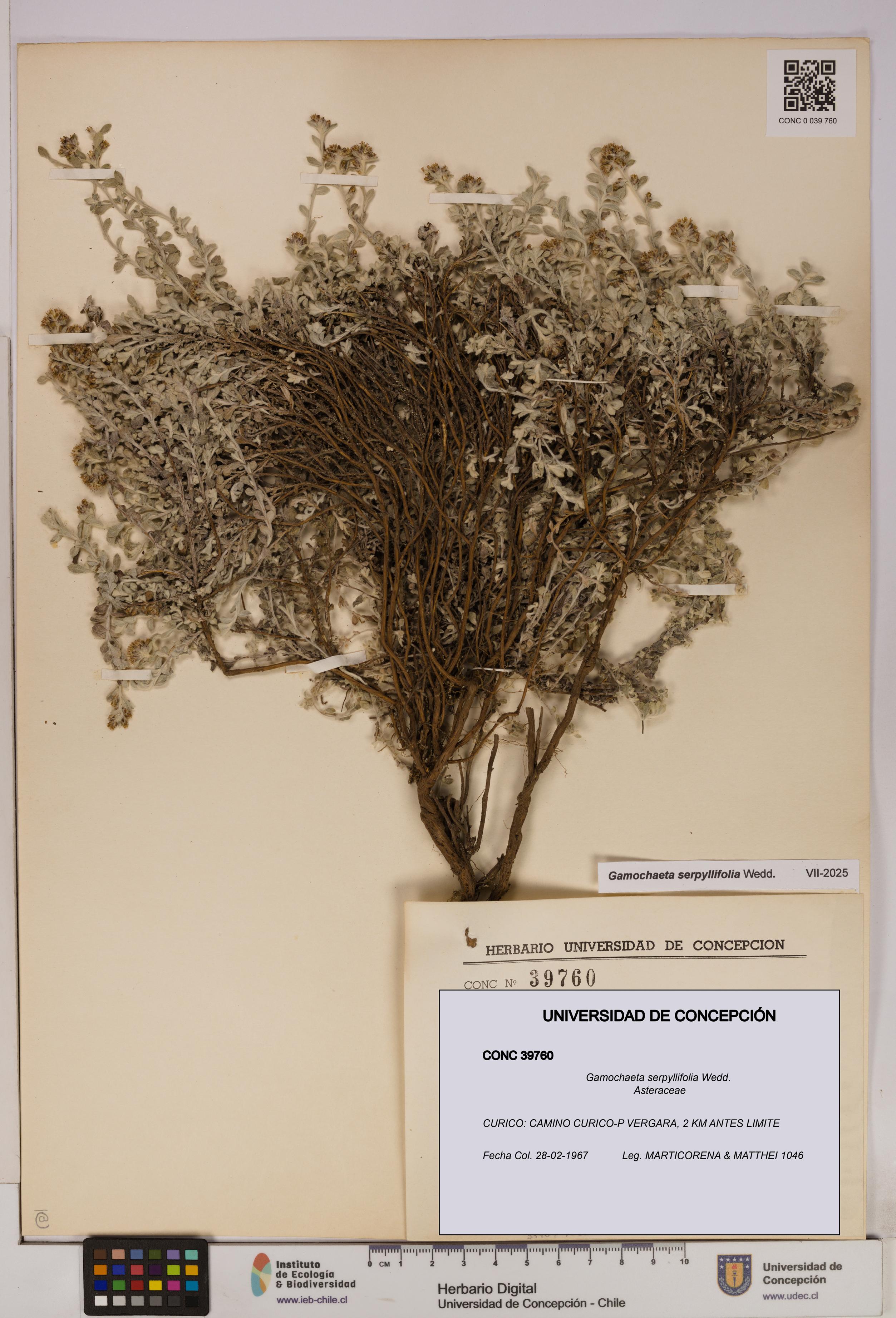 Gamochaeta serpyllifolia [Espécimen: UDEC:CONC:0039760]