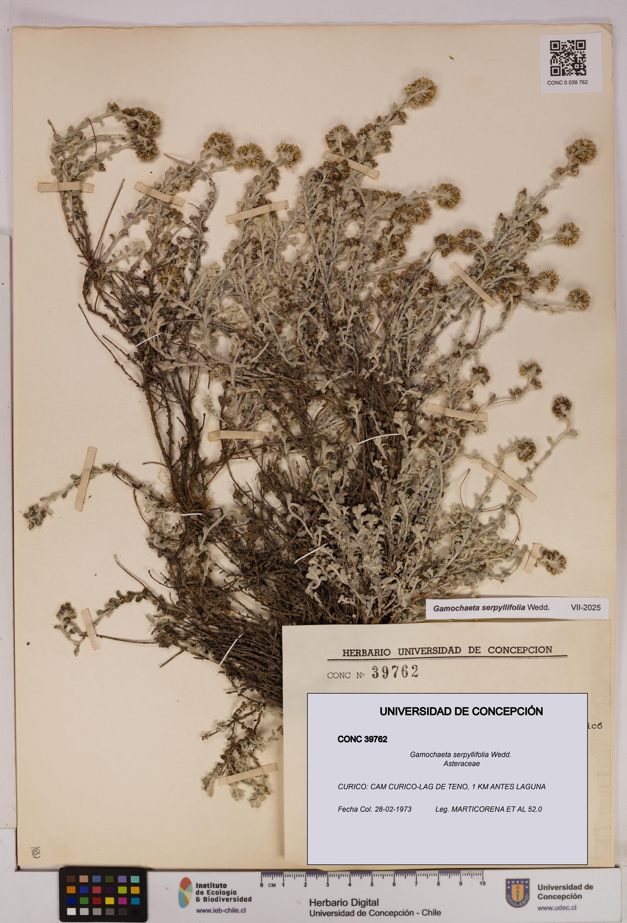 Gamochaeta serpyllifolia [Espécimen: UDEC:CONC:0039762]