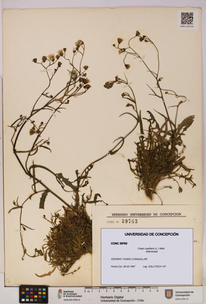 Crepis capillaris [Espécimen: UDEC:CONC:0039763]