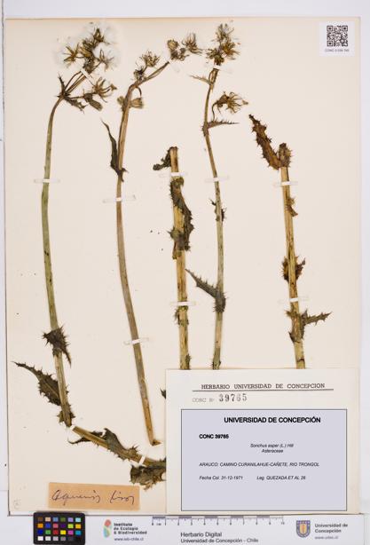 Sonchus asper [Espécimen: ]