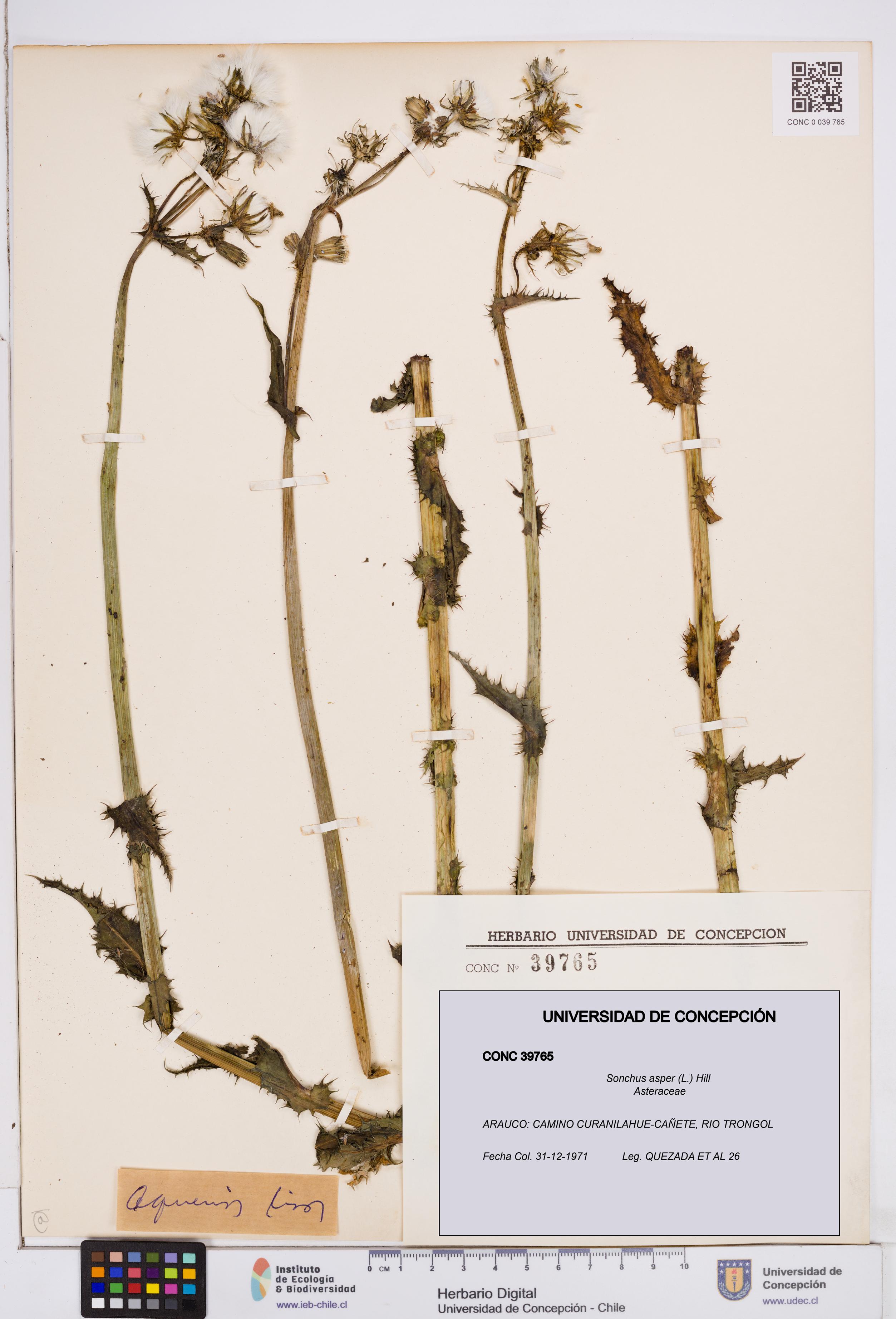 Sonchus asper [Espécimen: ]