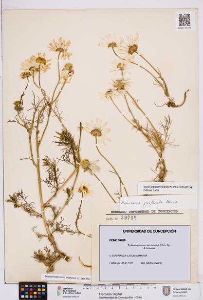 Tripleurospermum inodorum [Espécimen: ]