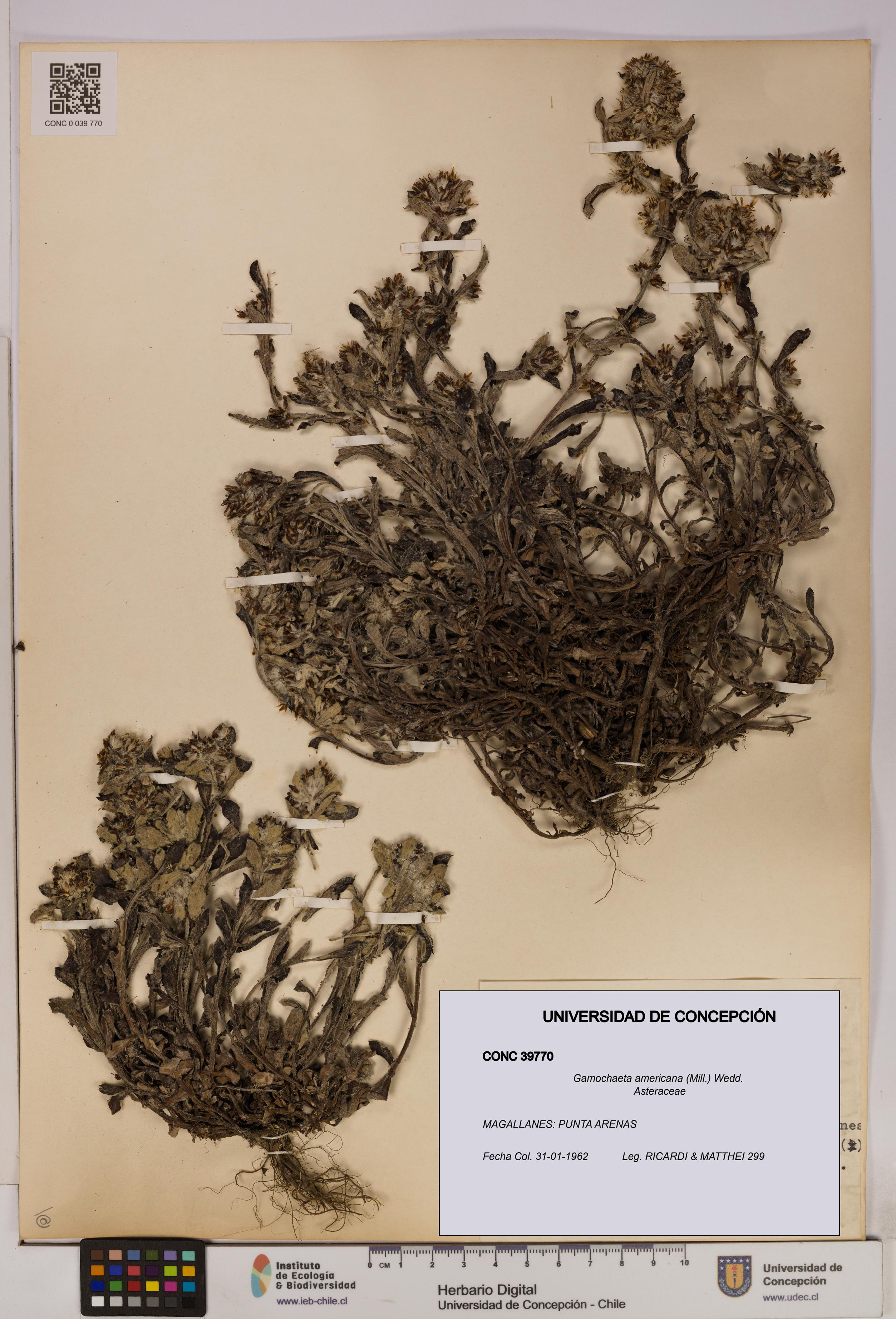 Gamochaeta americana [Espécimen: UDEC:CONC:0039770]