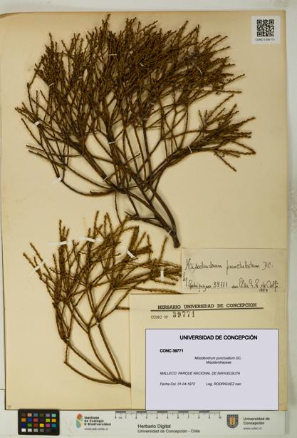 Misodendrum punctulatum [Espécimen: UDEC:CONC:0039771]