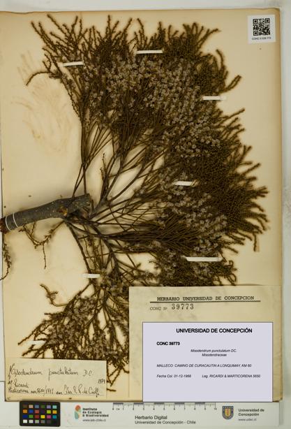 Misodendrum punctulatum [Espécimen: UDEC:CONC:0039773]
