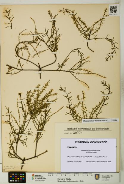 Misodendrum linearifolium [Espécimen: UDEC:CONC:0039774]