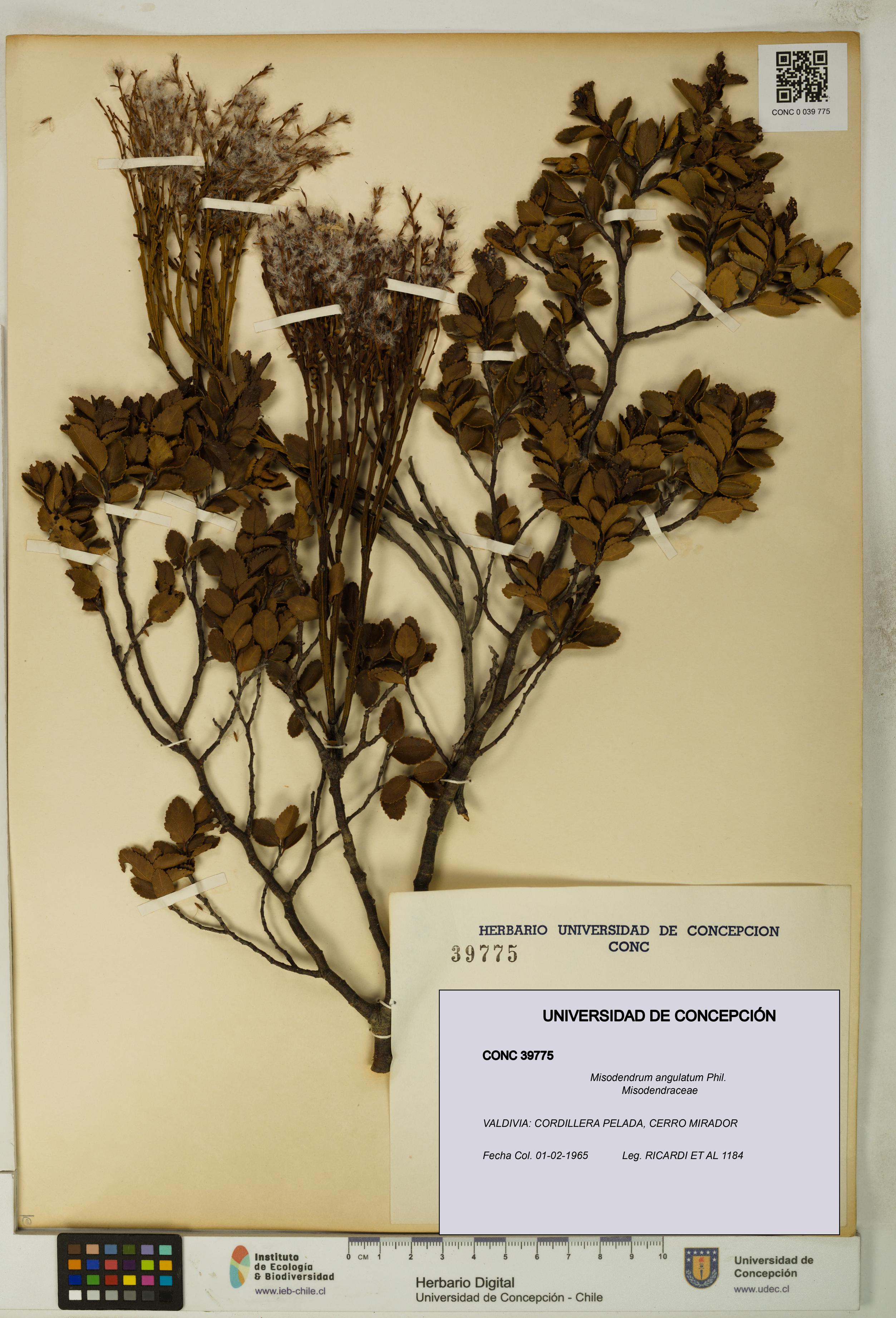 Misodendrum angulatum [Espécimen: UDEC:CONC:0039775]