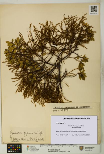 Misodendrum gayanum [Espécimen: UDEC:CONC:0039776]