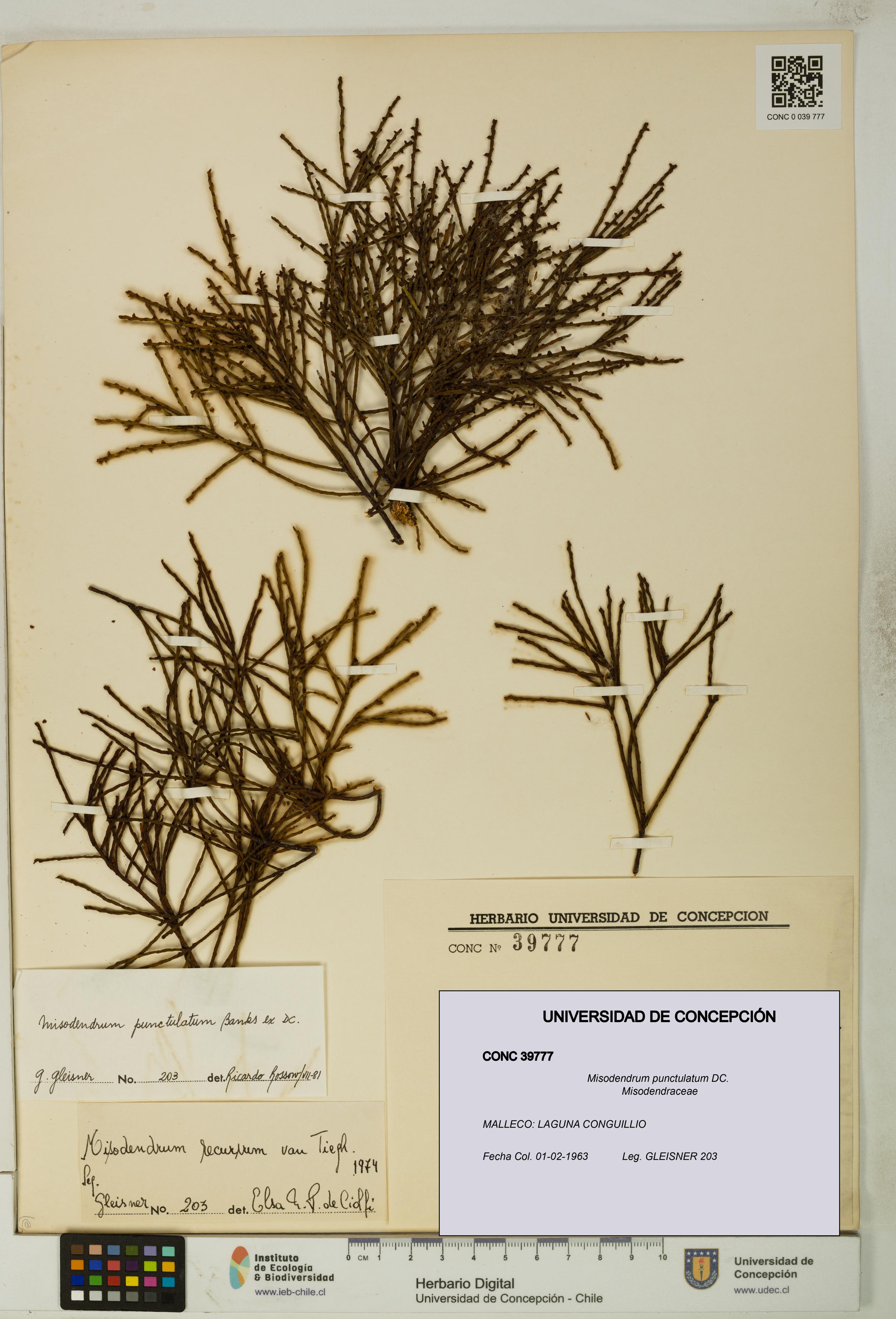 Misodendrum punctulatum [Espécimen: UDEC:CONC:0039777]