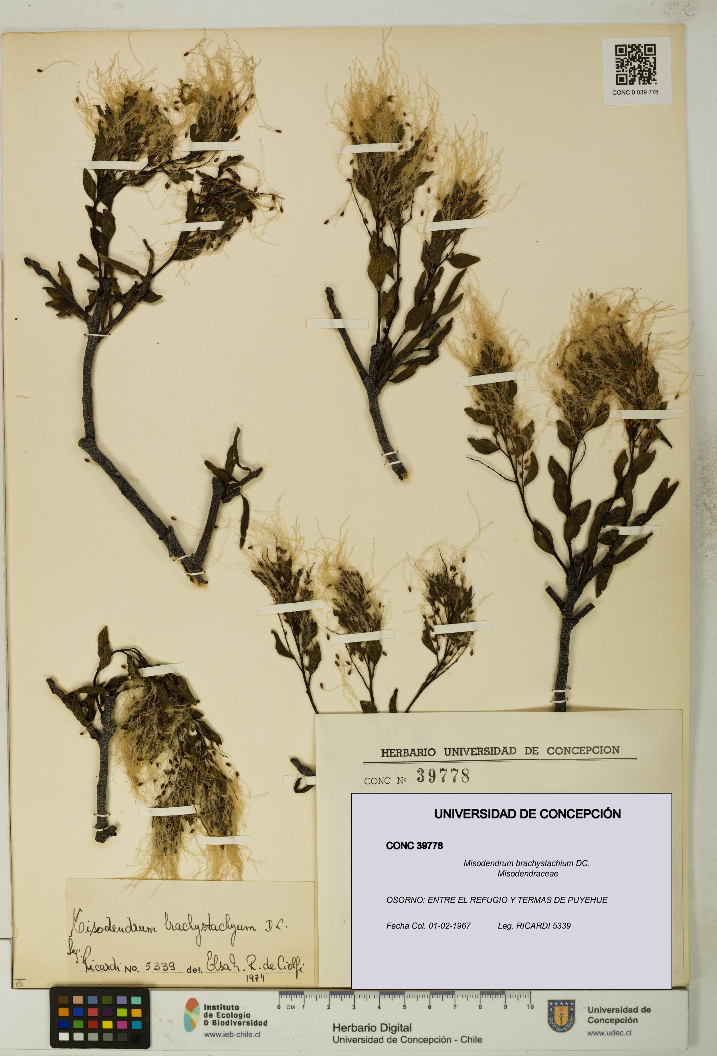 Misodendrum brachystachium [Espécimen: UDEC:CONC:0039778]
