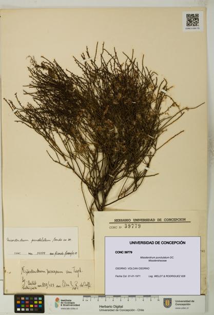 Misodendrum punctulatum [Espécimen: UDEC:CONC:0039779]