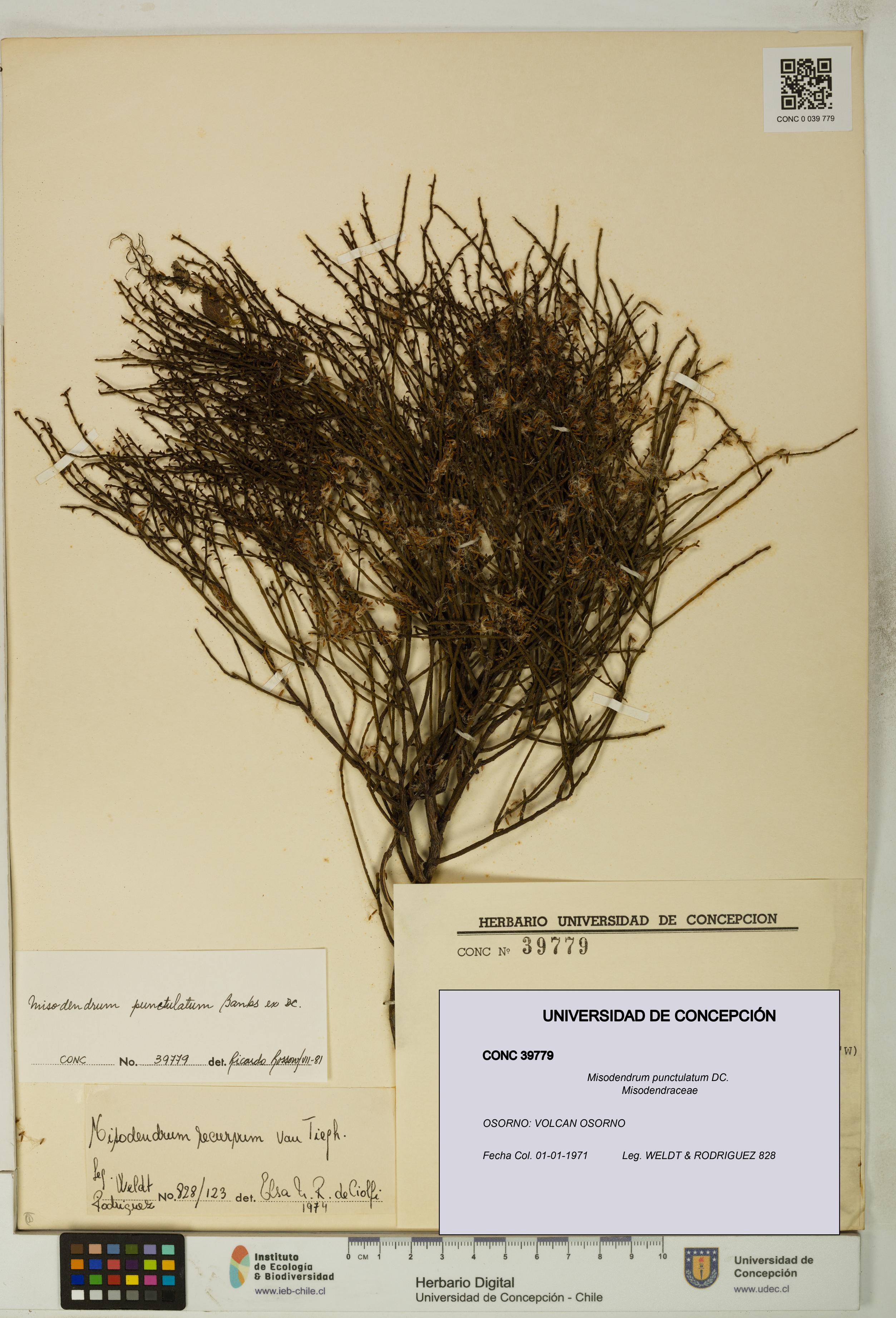 Misodendrum punctulatum [Espécimen: UDEC:CONC:0039779]