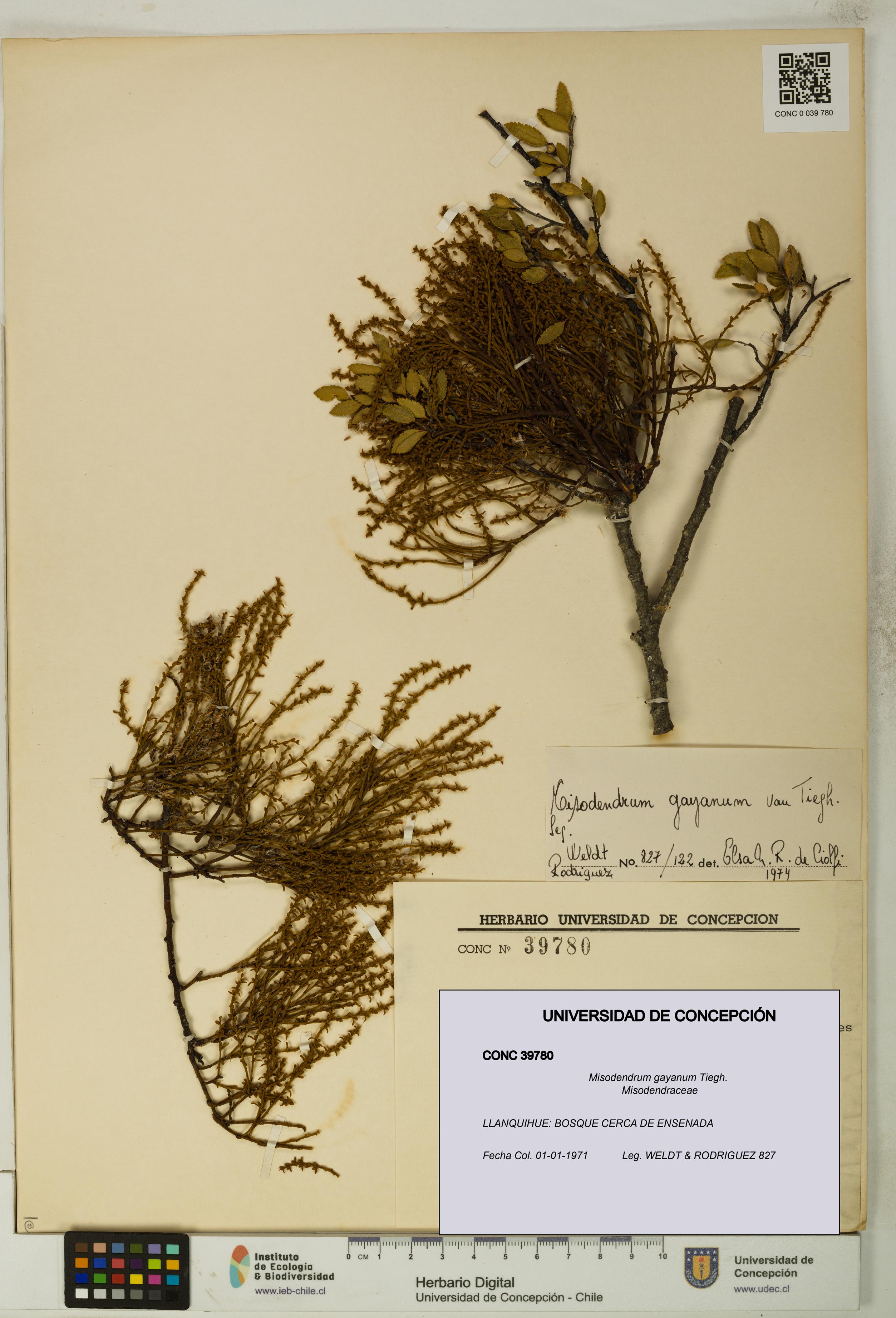 Misodendrum gayanum [Espécimen: UDEC:CONC:0039780]