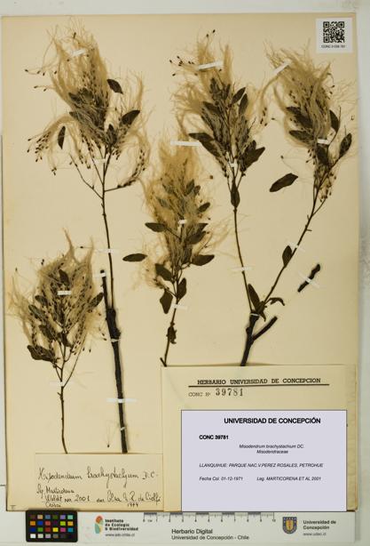 Misodendrum brachystachium [Espécimen: UDEC:CONC:0039781]