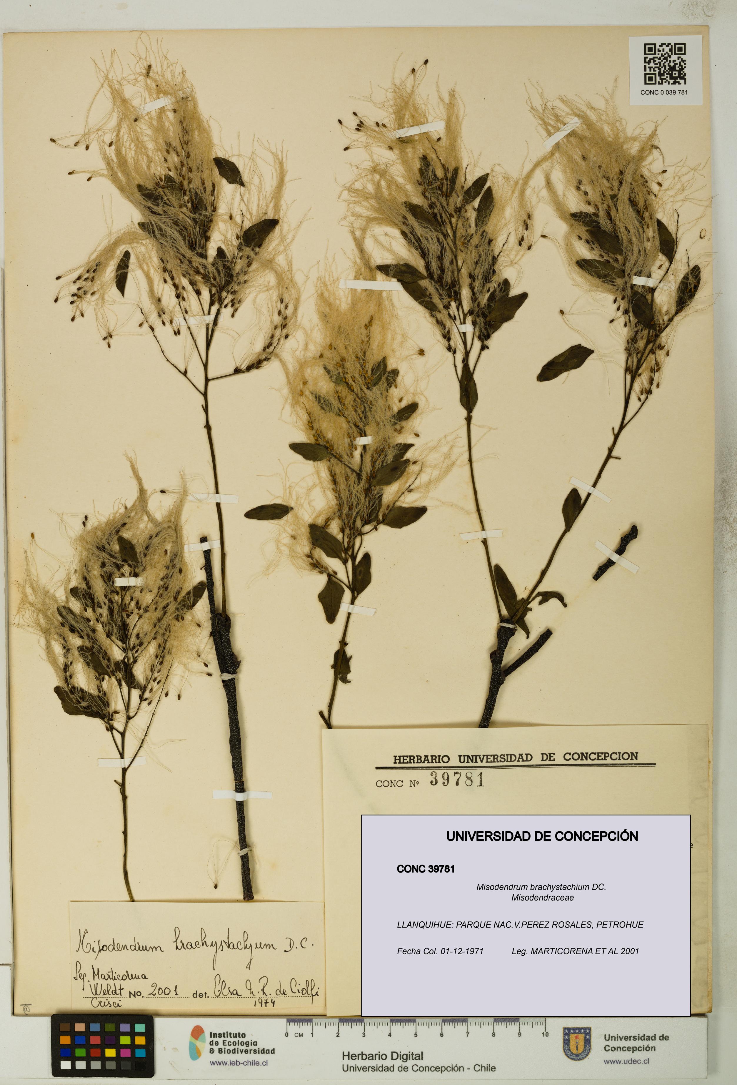 Misodendrum brachystachium [Espécimen: UDEC:CONC:0039781]