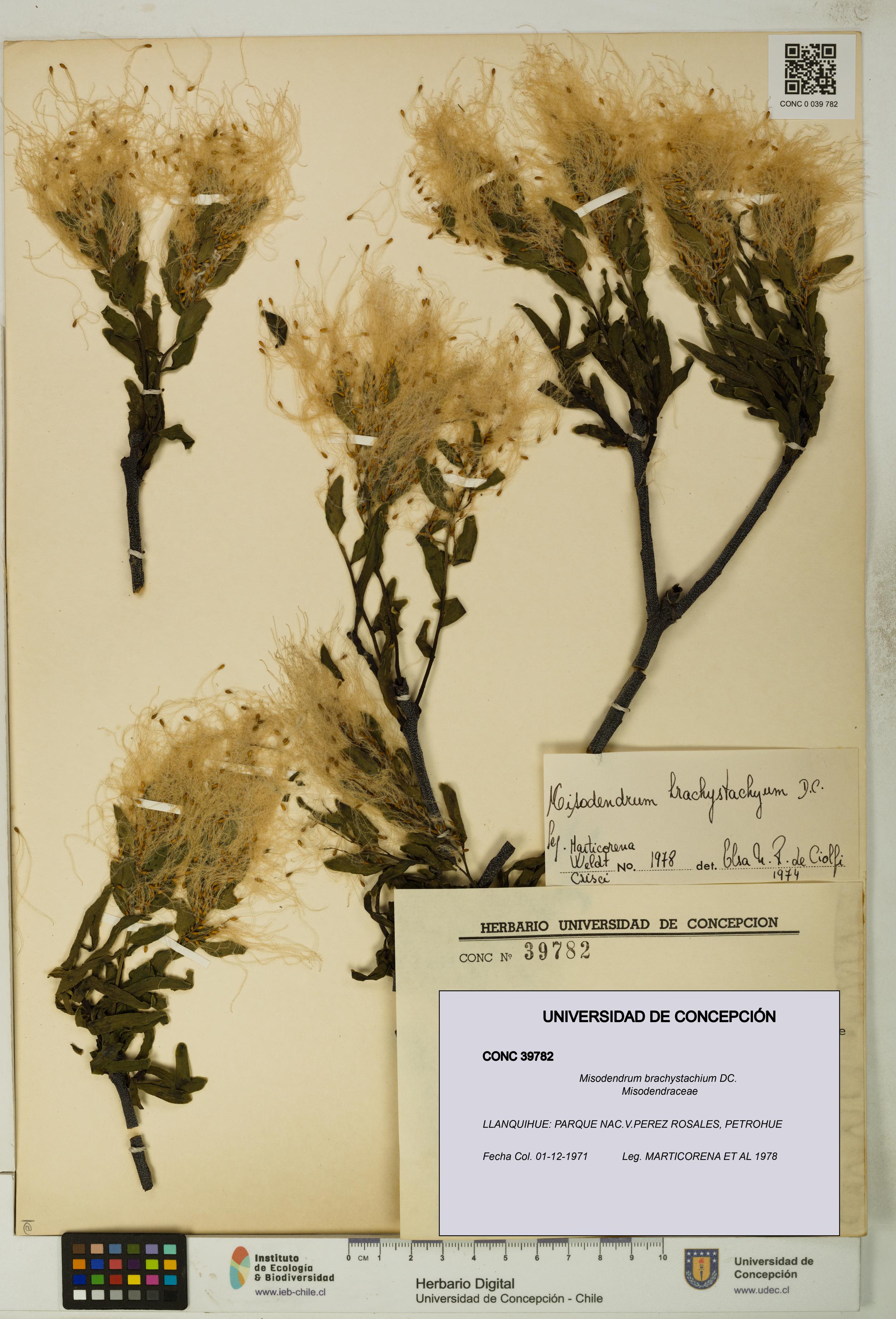 Misodendrum brachystachium [Espécimen: UDEC:CONC:0039782]