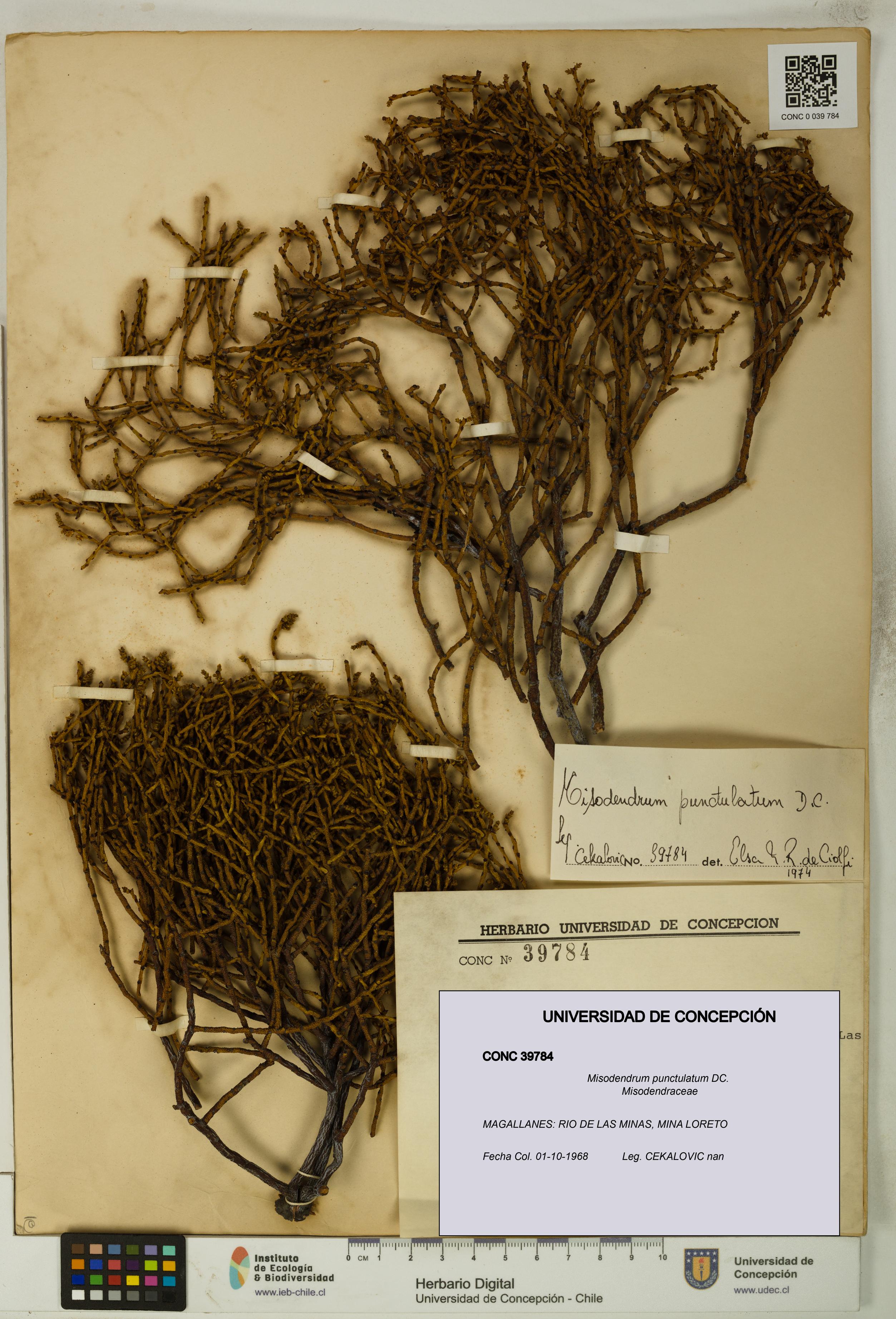 UDEC:CONC:0039784