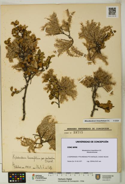 Misodendrum linearifolium [Espécimen: UDEC:CONC:0039785]