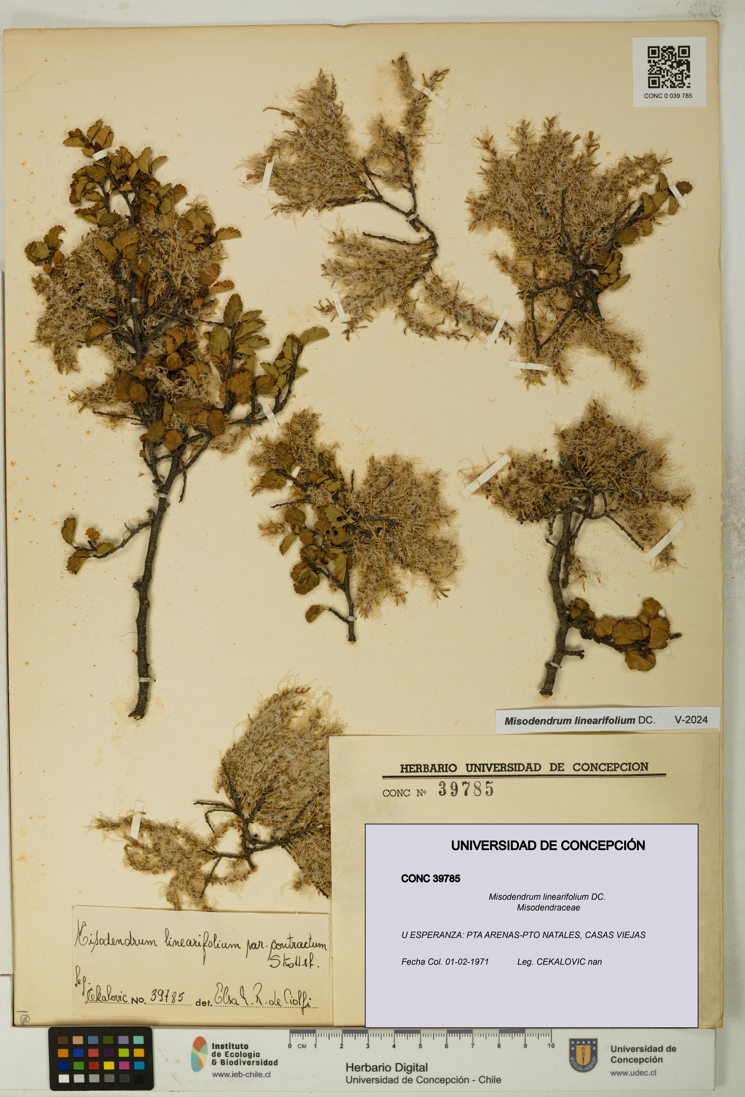 Misodendrum linearifolium [Espécimen: UDEC:CONC:0039785]