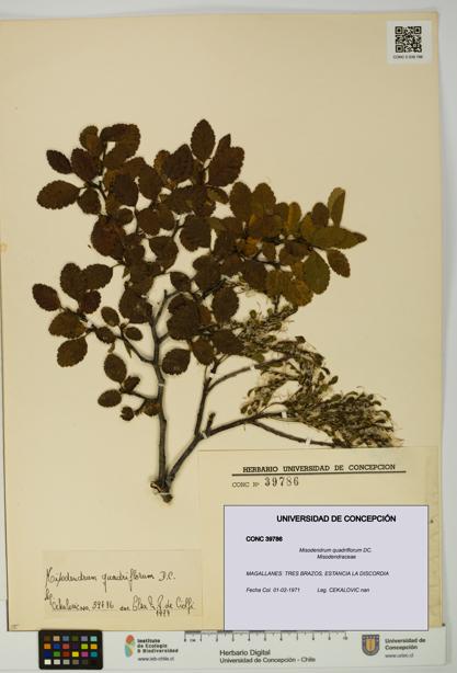 Misodendrum quadriflorum [Espécimen: UDEC:CONC:0039786]