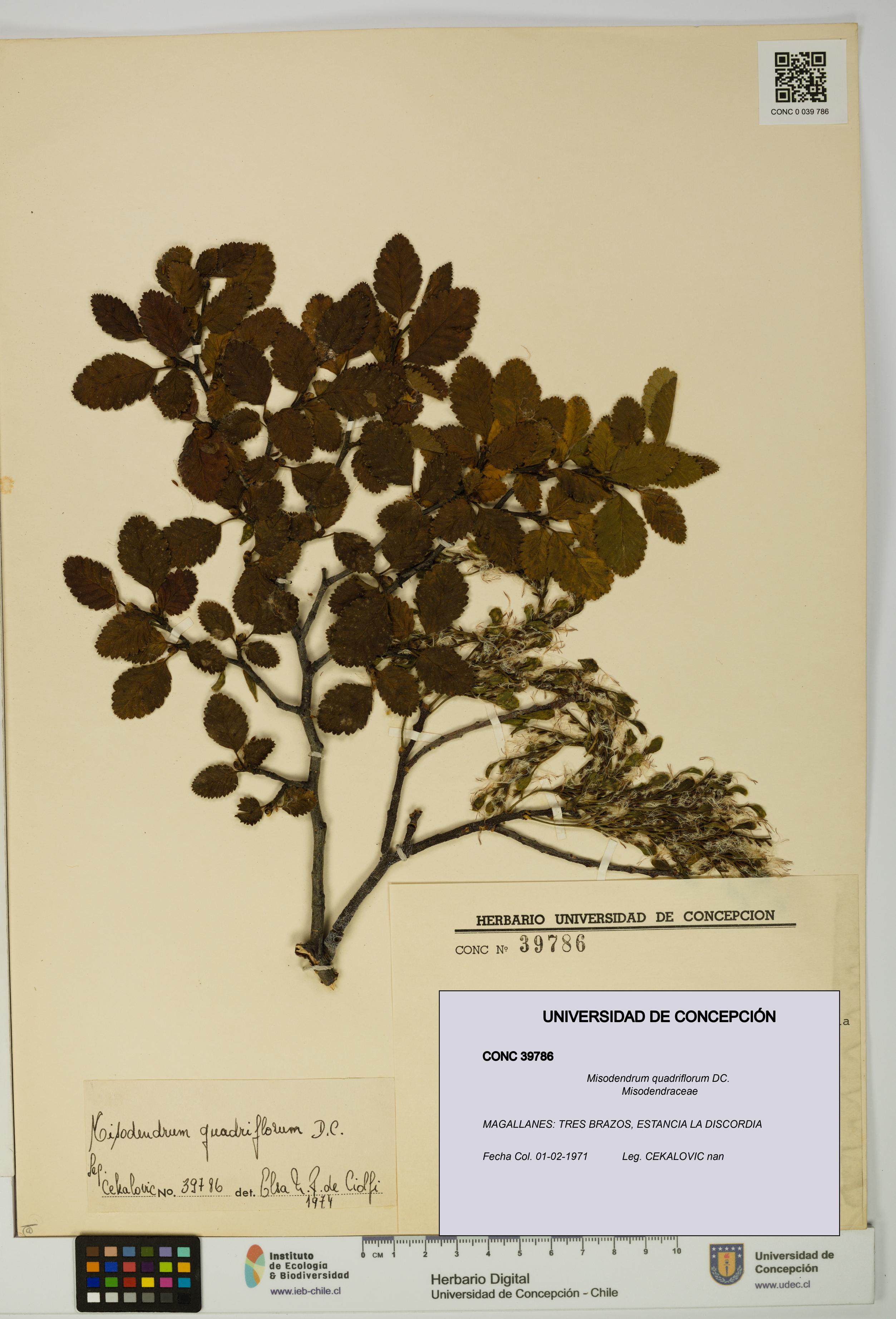 Misodendrum quadriflorum [Espécimen: UDEC:CONC:0039786]