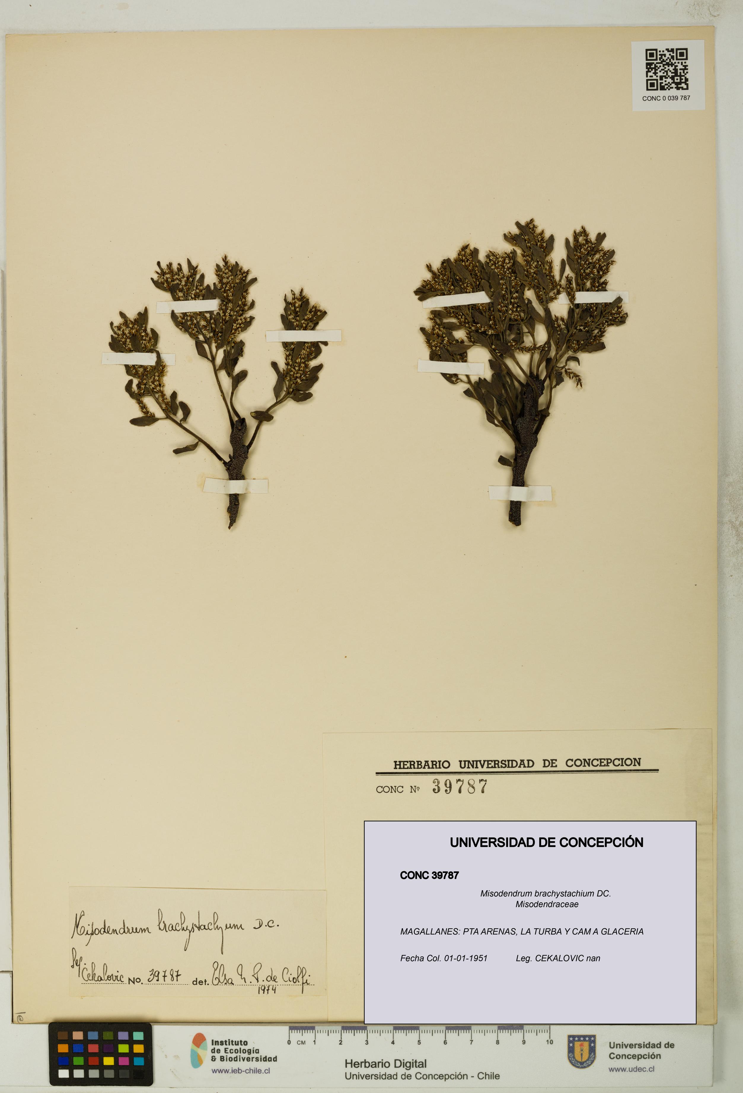 Misodendrum brachystachium [Espécimen: UDEC:CONC:0039787]